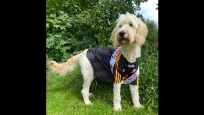 Kilkenny entries sought again as Nose of Tralee pet competition returns for the 11th year