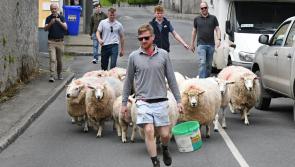 Pictures: Cushendale Sheep Sheering - Graignamanagh celebrates traditional skills and crafts