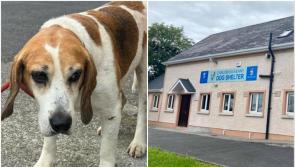 Kilkenny dog shelter makes urgent appeal for 'special' new home for elderly dog Benny 