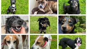 Kilkenny Dog Shelter seeking urgent homes for dogs as kennels are full 
