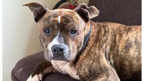 'Super sweet' Staffie dog in Kilkenny in need of his forever home