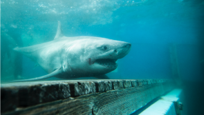 Experts on the trail of Great White Sharks off Irish coast after recent sighting