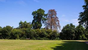 Benefits of Teagasc's  ‘Woodland for Water’ planting promoted to Kilkenny farmers