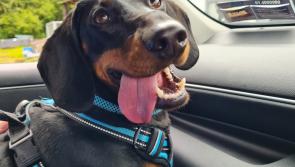 Could Kilkenny's Jerry Joe be the Nose of Tralee?