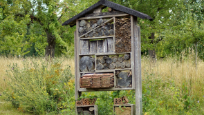 Hotel for bugs to be built in Kilkenny village after council gives green light