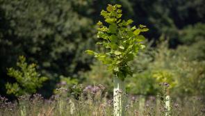 Want to plant trees in Kilkenny? Find out all you need to know at a local info meeting