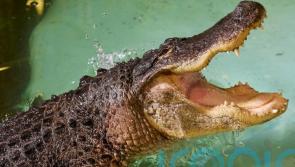 Alligator in Kilkenny filmed stalking and lunging at camera