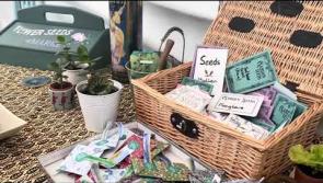 Video: Family fun day and TASK sale of works in Kilkenny this Sunday