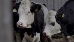 Watch: Livestock safety video to help Kilkenny's agri students
