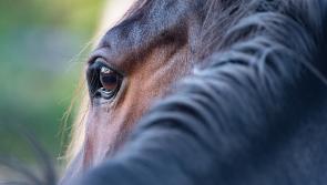 'Extremely barbaric' - Horrifying scene as horse found dead and dismembered in South Dublin