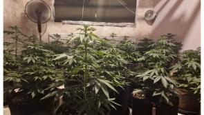 Gardaí discover two grow houses and seize over €105,000 worth of cannabis