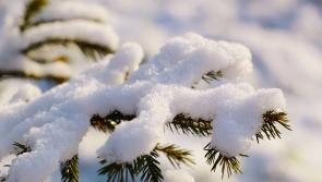 UPDATED: Kilkenny schools confirm closures as heavy snow falls 