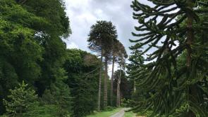 Exciting new Kilkenny project a 'gamechanger' according to local councillors 