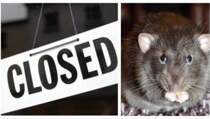 'Rat droppings and decomposed rat carcass' - Closure orders served on over 100 food businesses