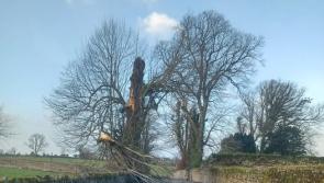 LATEST: Access to Kilkenny village partially blocked by fallen tree 