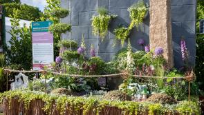 Kilkenny community gardening groups wanted for Bord Bia Bloom