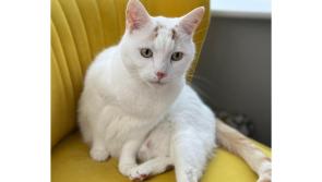 'Your cruelty knows no bounds' - Irish teens slammed for heartless cat prank
