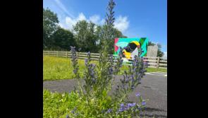Transformed Kilkenny park shortlisted for award