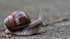Progress at a snail's pace - No end in sight for Kilkenny community roads  scheme list