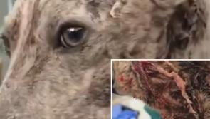 GRAPHIC: 'Heartbreaking' - wounded dog rescued in Kilkenny was 'in severe shock'