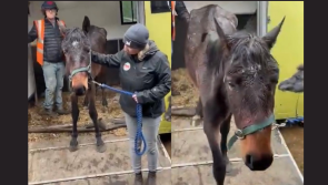 'We are so angry!'- Horse rescue filled with rage after latest rescue mission 