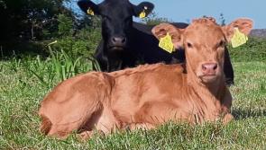 Huge cost of TB programme for Kilkenny farmers raised with Minister