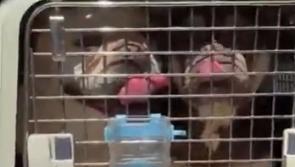 'Just awful' - More innocent dogs rescued in Kilkenny amid stark statement