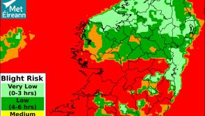 Alert for Kilkenny growers: Blight warning issued by Met Eireann