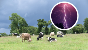 'Awful incident to witness' - 10 cows killed by freak lightning strike on Irish farm 
