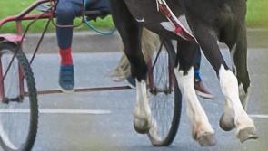 'Facilities for horses for Traveller families is essential' - Kilkenny senator claims 