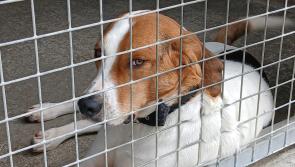 'Devastating:' Animal rescue that serves Kilkenny must close down over council drainage issue 