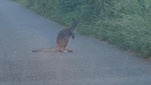 G'day mate! Reports of wallaby on the loose in South Kilkenny