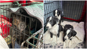 'Sickening' - Scared puppies and mother rescued in Kilkenny 