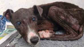 Paws Animal Rescue is facing a crisis - Kilkenny Live