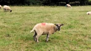 "Nothing like this ever happened before" - Kilkenny farmer distress at loss of sheep