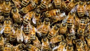 LATEST: Elderly woman dies after being attacked by swarm of bees in Mayo