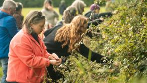 Free! Celebrate Kilkenny's hedgerows with community workshops