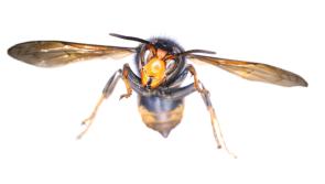 More invasive Asian Hornets and nests spotted in Ireland as public urged to remain vigilant