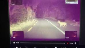 Video: Deer pick their moment to cross Kilkenny road