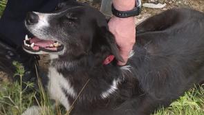 Gardaí seek help finding owner of 'distressed' dog found on Kilkenny motorway