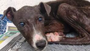 Huge vet bills and staffing issues force animal shelter that serves Kilkenny to close