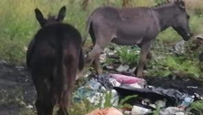 New lease of life for Kilkenny donkeys after cruel neglect