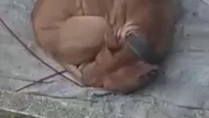 'Unwanted' dog saved from death in Kilkenny