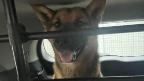 Freda the German Shepherd given a chance after fourteen weeks at shelter in Kilkenny