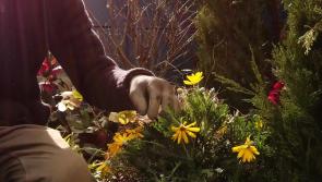 Would you like to feature in a garden design series on RTE? Here's your chance