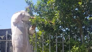Garda feels the sting as beehive removed in Kilkenny City
