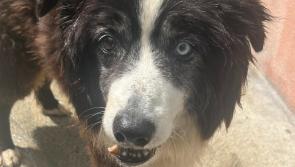 Rescue help sought for Clyde the elderly collie in Kilkenny