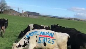 Even the cows agree he has danced his socks off!