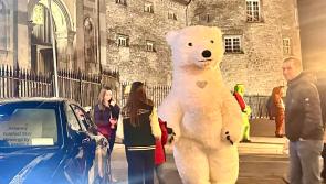 Search on for polar bear missing after Christmas event in Kilkenny