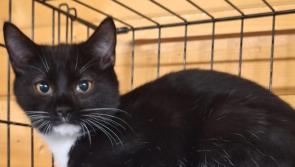 Kilkenny kittens on the prowl for their forever home